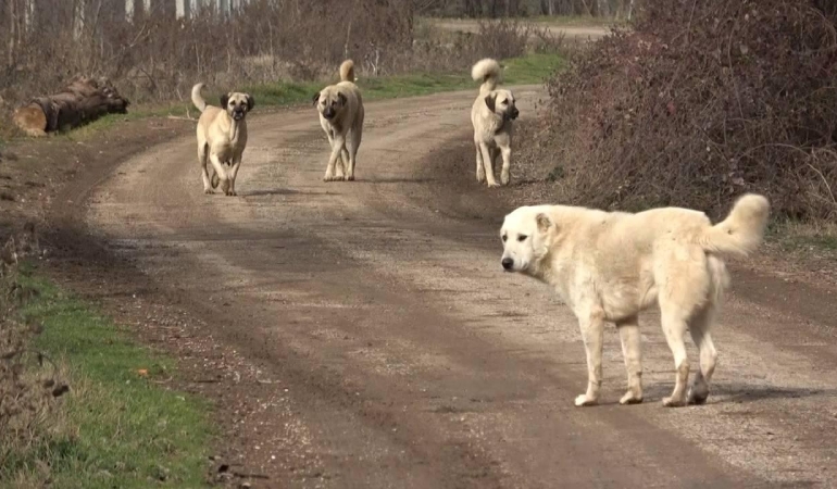 Ceylanpınar’da sahipsiz köpekler 5 koyunu öldürdü